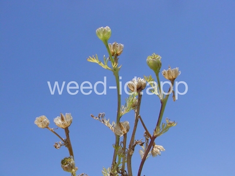 pineapple-weed